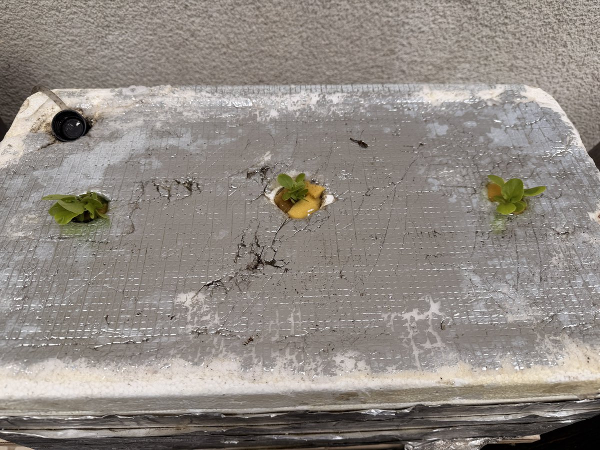 planter_saien's tweet image. ボロボロ容器ですみません。
サラダ菜の水耕栽培始めました。後からエアレーション入れたんですが成長スピードが段違いですね。🌱
#家庭菜園 #Homegarden   #Homevegetablegarden #Vegetablegarden #プランター菜園 #家庭菜園記録  #growyourown #containergardening #growyourown
#水耕栽培