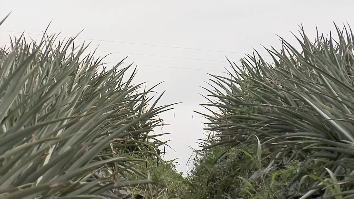 mundo_campo's tweet image. PIÑAUN PRODUCTO DE GRAN DEMANDA, DESDE MONTENEGRO QUINDIO.
No te pierdas nuestro capítulo de MAÑANA MARTES en el canal de televisión, DALE ME GUSTA Y COMPARTELO POR FAVOR.
#piña #montenegro #quindio #agroindustria