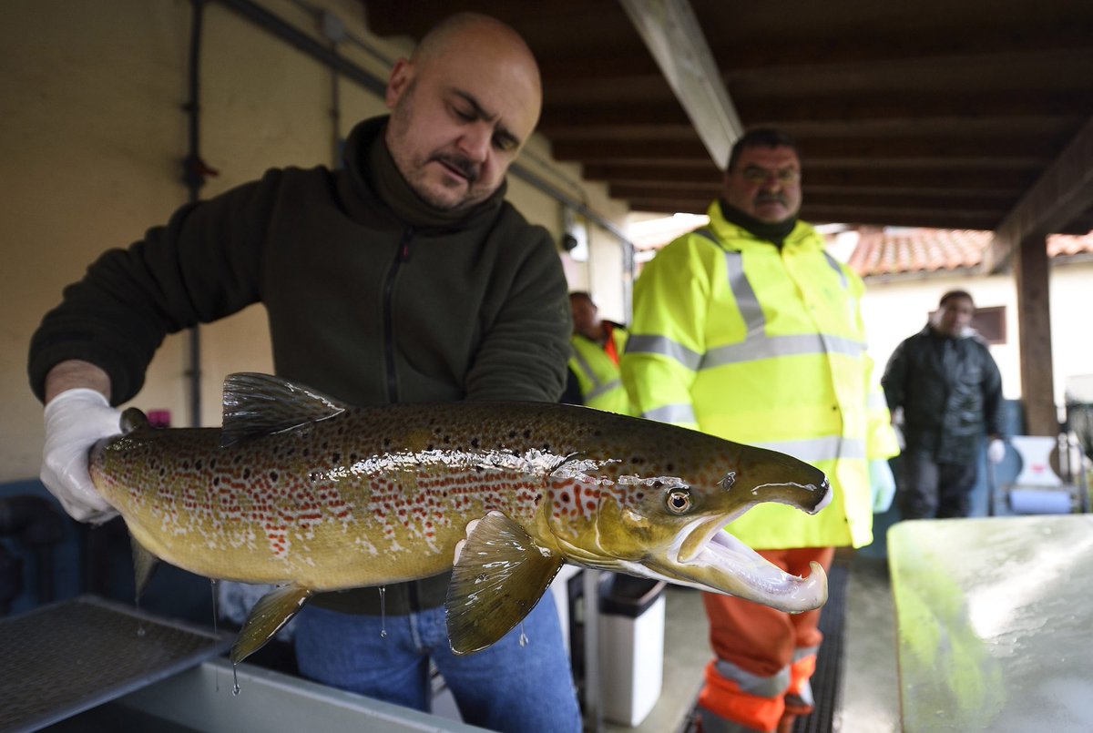 EFEverde's tweet photo. El Gobierno encarga al Comité Científico que informe sobre la situación del #salmón para su posible protección

https://t.co/90aVywLfQj https://t.co/6RfrdYuEp6