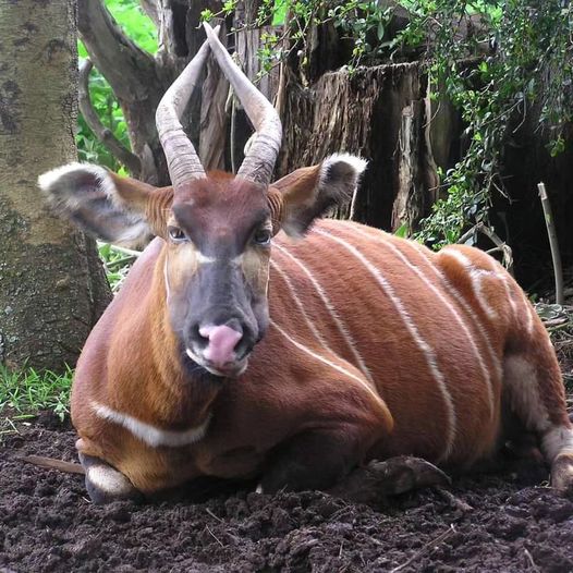 Kenya Wildlife Service tweet media