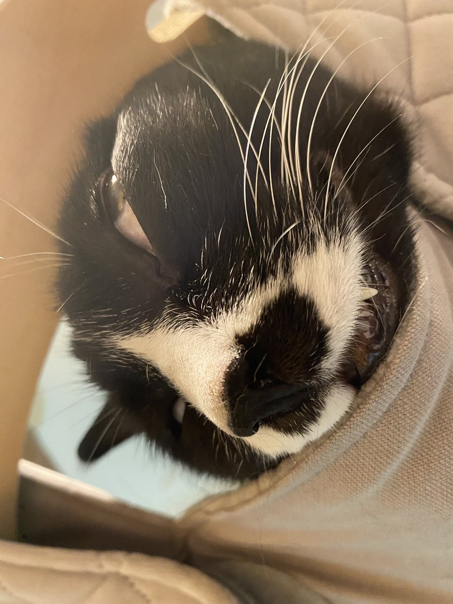 무한배냥이 빠나나씨 tweet media
