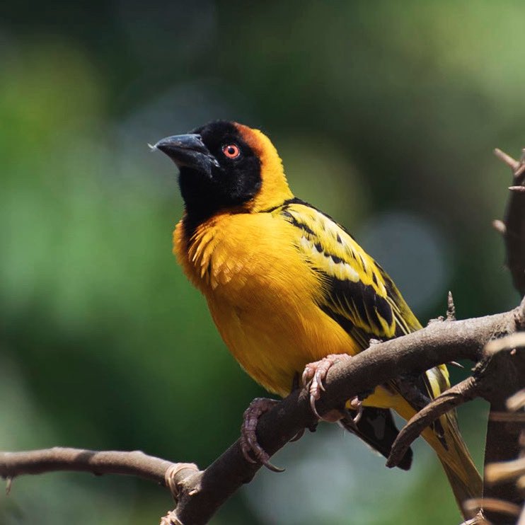 UntamedUganda's tweet image. Here is pair of Village Weavers (Ploceus cucullatus) to brighten your Monday morning and put you in adventurous week ahead. 
 Go #discover,  #explore and #experience. Join us on any of our personalized and expert-led #UntamedJourneys in Uganda and Rwanda today.