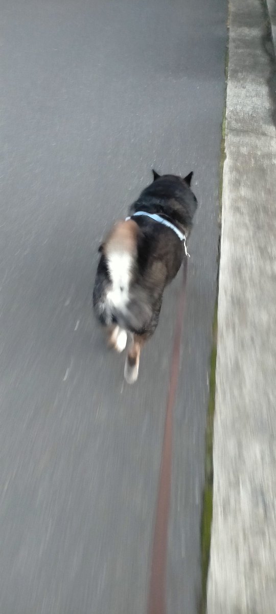 まめたろう tweet media