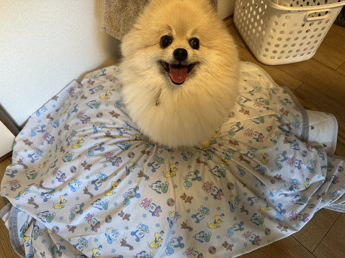 りんりんたろう🪐 tweet media