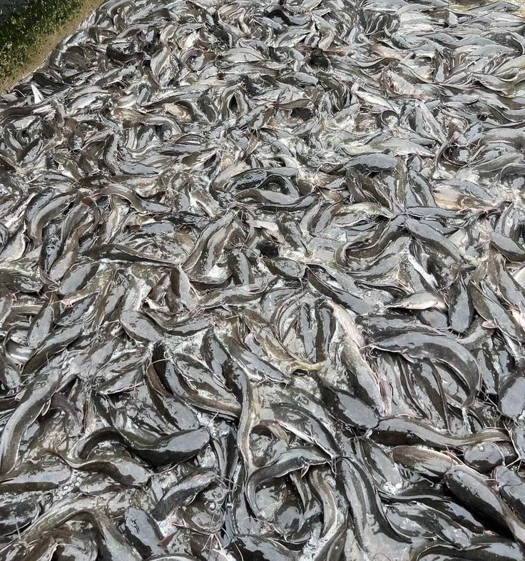 𝐒𝐖▴𝐍𝐊𝐘🦅 tweet media