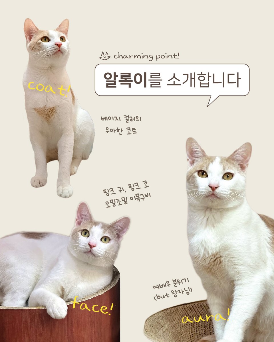 kopc2005's tweet photo. [입양홍보] 대전 고양이 가족의 첫 번째 입양 홍보! 알록이를 소개합니다
https://t.co/4YFzT4rt4U https://t.co/ZcDsDUXM6v