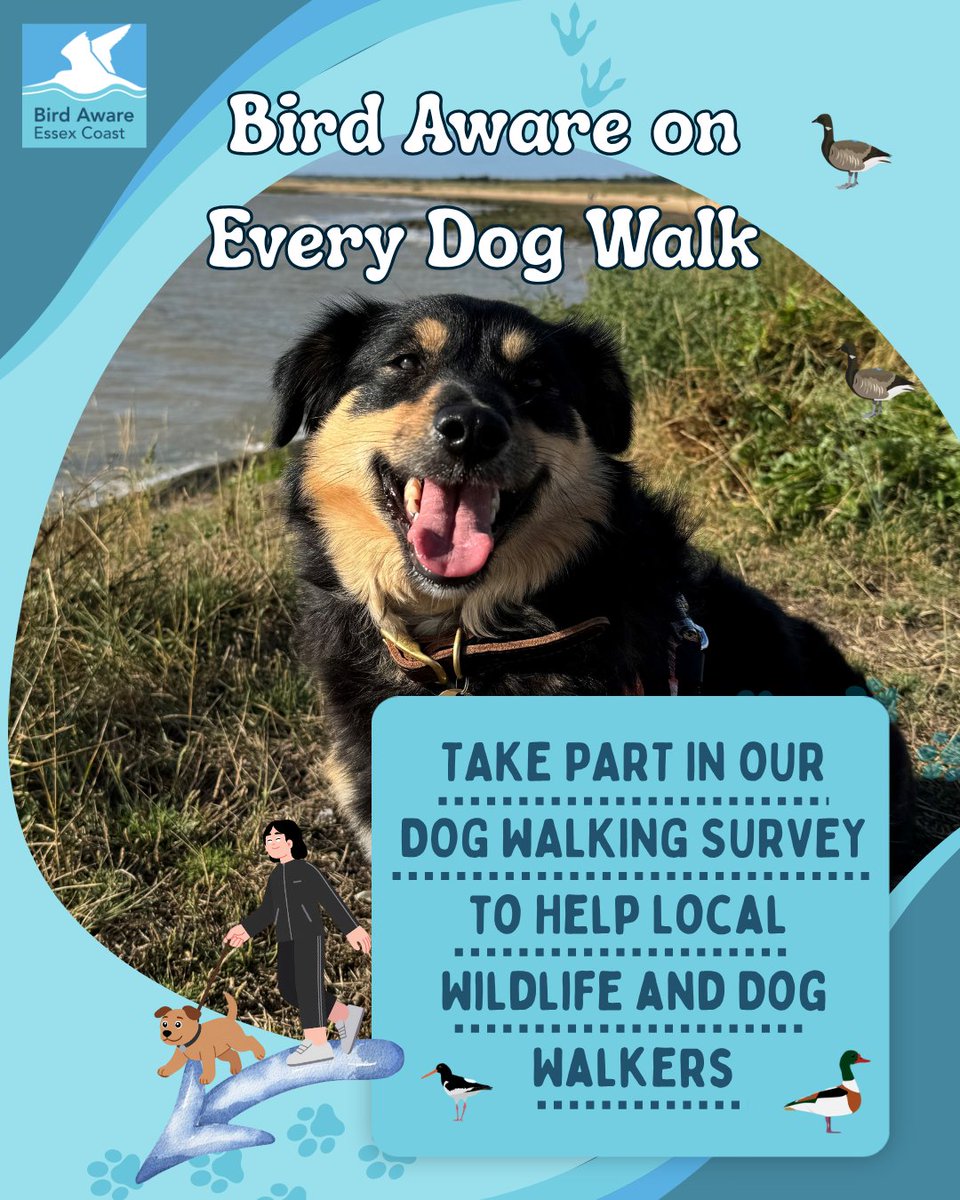 BirdAwareEssex's tweet image. Do you walk your dog along the Essex coast? 🐕🌊

Bird Aware Essex Coast has launched a short survey to better understand how dog walkers experience and value these special places. 

👉 Take part here: bit.ly/4u574No  

#dogwalk #wildlife #walking #dogs #essexdogs