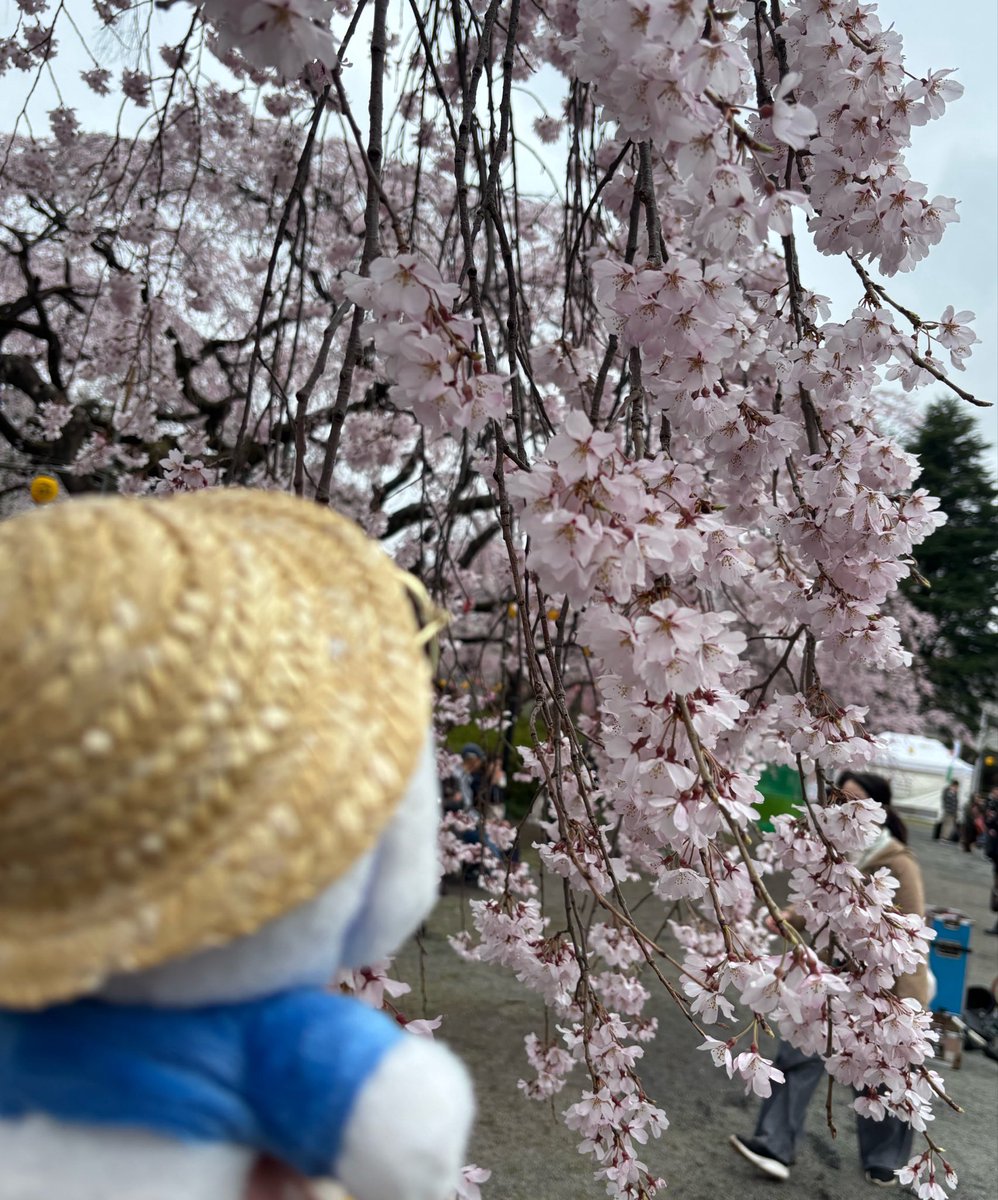 fss76033642's tweet photo. サクラの下でお花見なの🍙🌸

#あひるのペックル
#サンリオキャラクター大賞 https://t.co/ip6mYQwdeZ