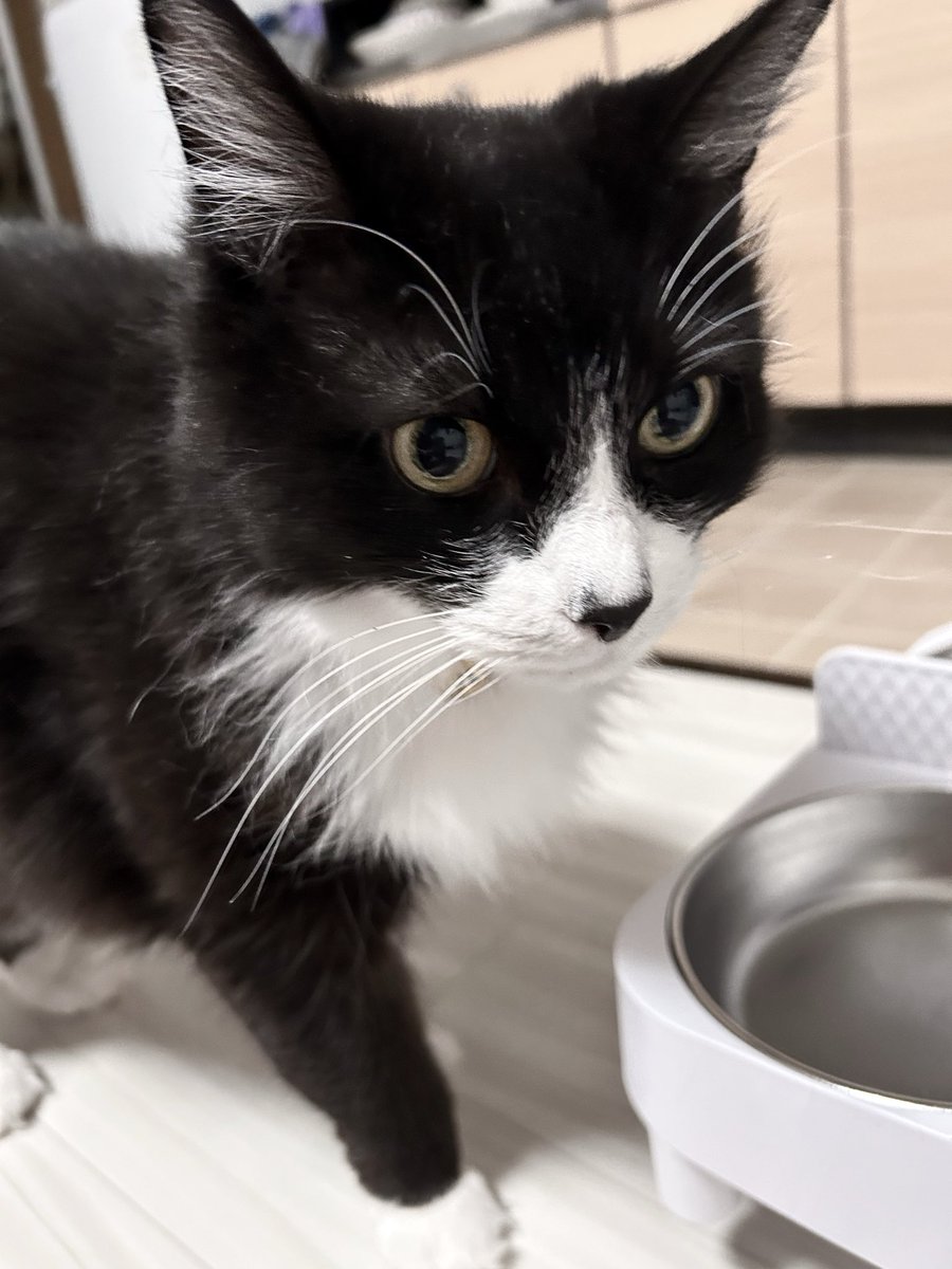 今日は猫氏のお誕生日🎂🐱✨
12歳になりましたˊᵕˋ
歳取ったなぁと感じる事は多々あるけど、これからも毎日のんびり暮らしてくれたら嬉しいな。