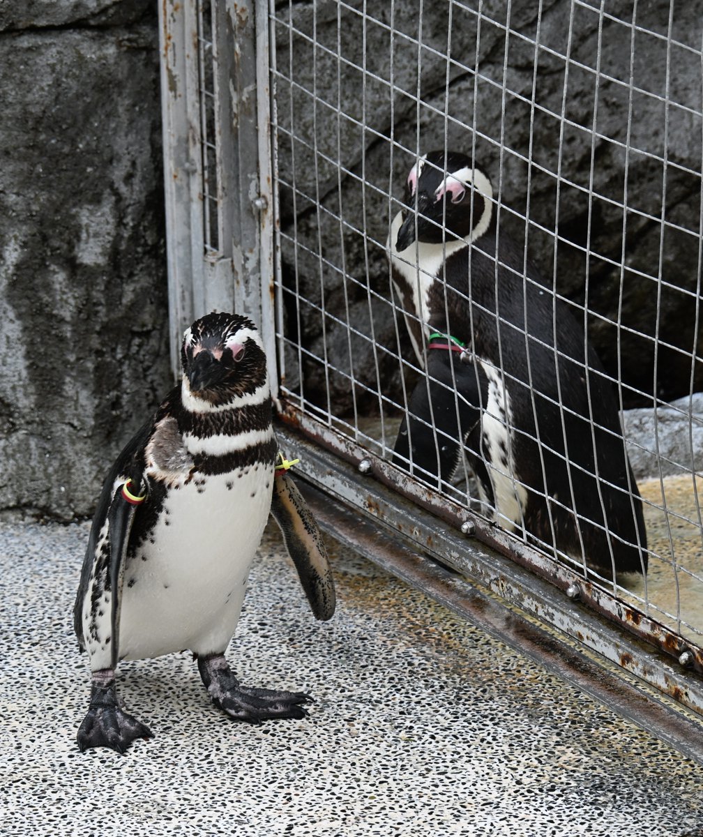 増すコン tweet media