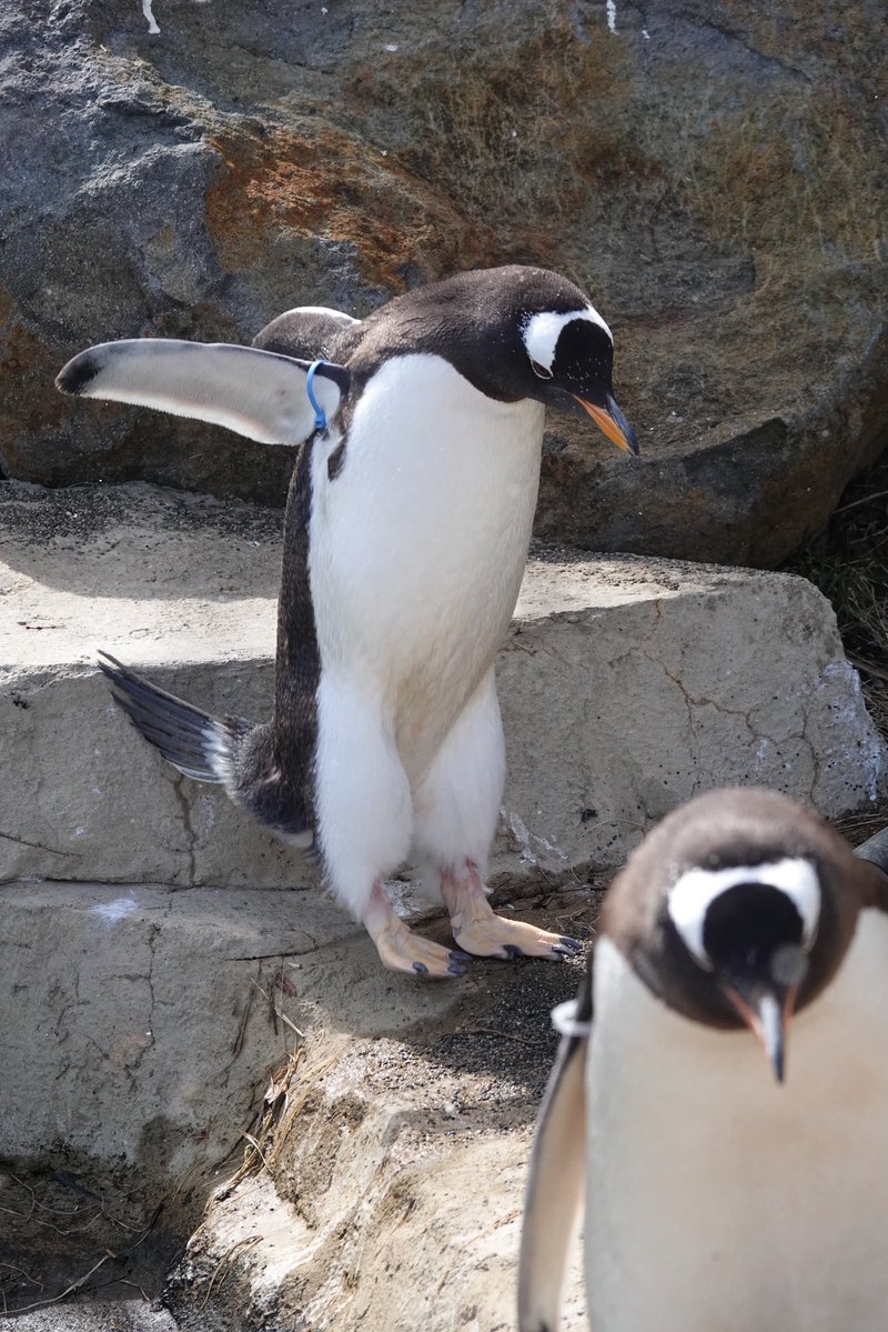 やまざき2 tweet media