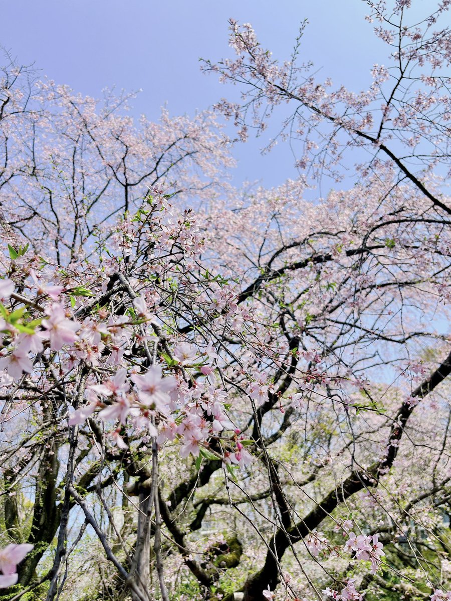 Sorane🇯🇵🇫🇷 le Japon en français tweet media