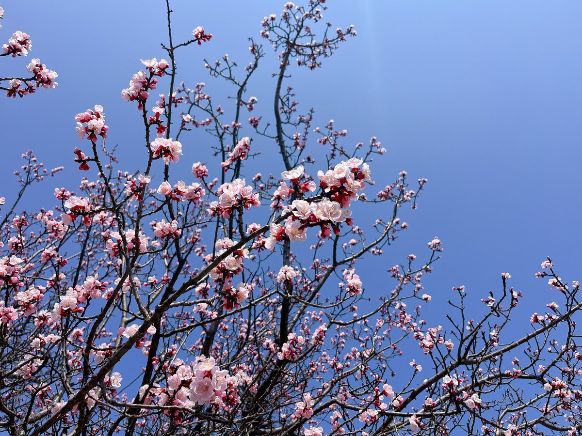 Sorane🇯🇵🇫🇷 le Japon en français tweet media