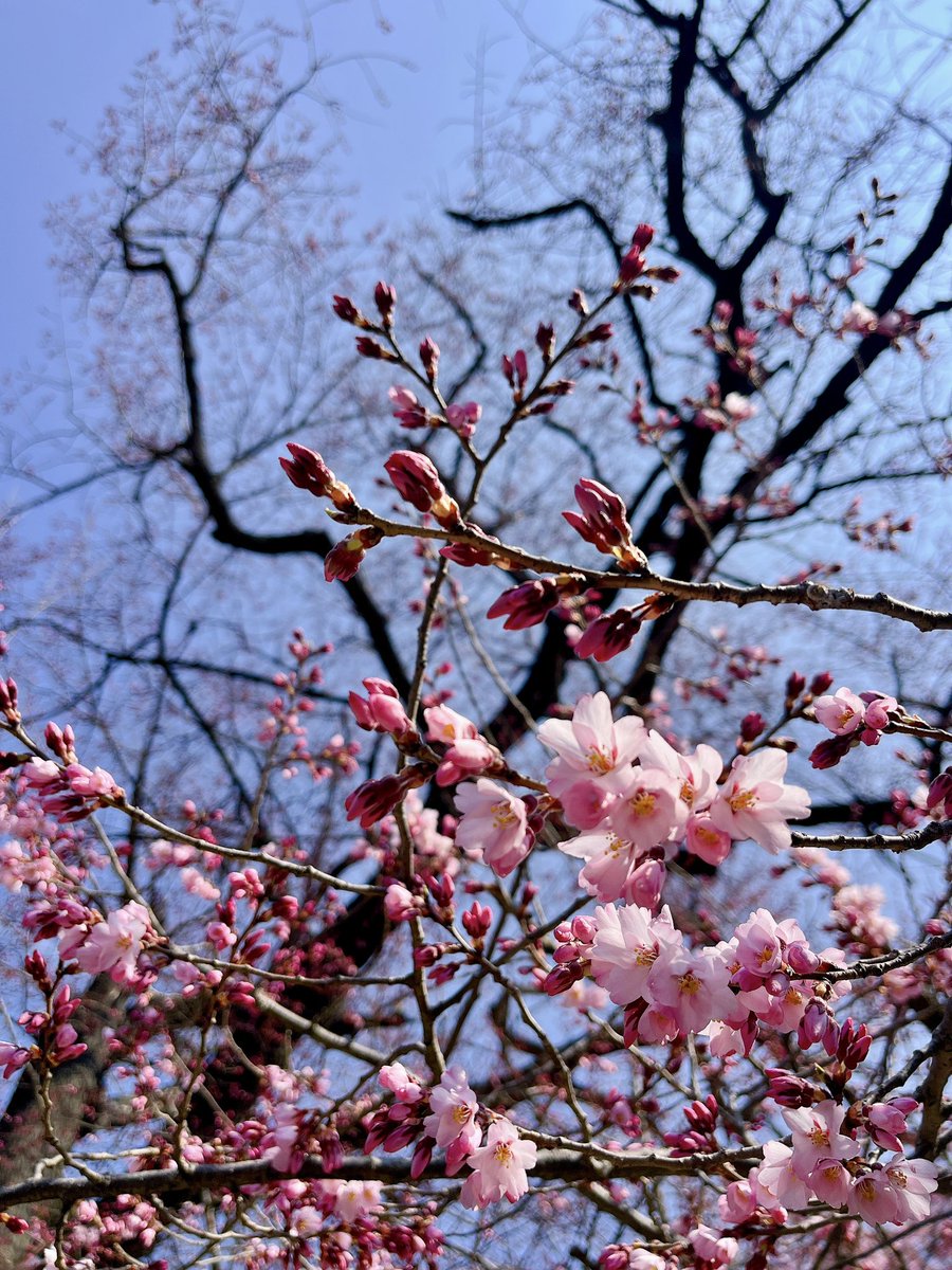 Sorane🇯🇵🇫🇷 le Japon en français tweet media