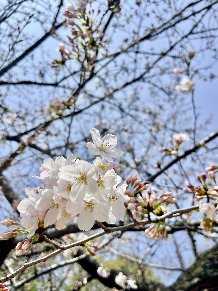 Sorane🇯🇵🇫🇷 le Japon en français tweet media