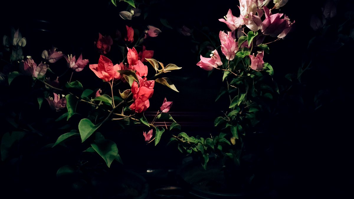 Bougainvillea under car boot light is dramatic 😍