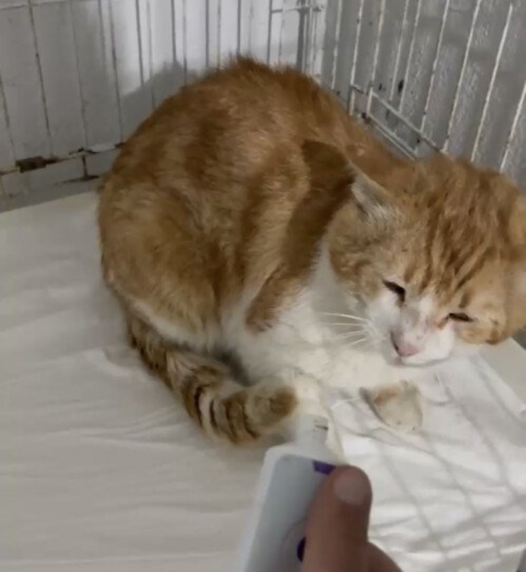 __gzlm__'s tweet photo. KAYIP KEDİ!
İstanbul - Başakşehir - Kayabaşı Mah.
Minnoş sarı-turunucu sarman, 9 yaşında. Erkek,kısır değil. Sağ ön bacağı turuncu; sol ise beyaz renkte. 20 Nisan günü tedavi gördüğü Kayaşehir Veteriner Kliniğinden kaçtı. İnsanlara yakın duran bir can değil.
#kayipkedi #kayıpkedi https://t.co/MFjKh4CnyR