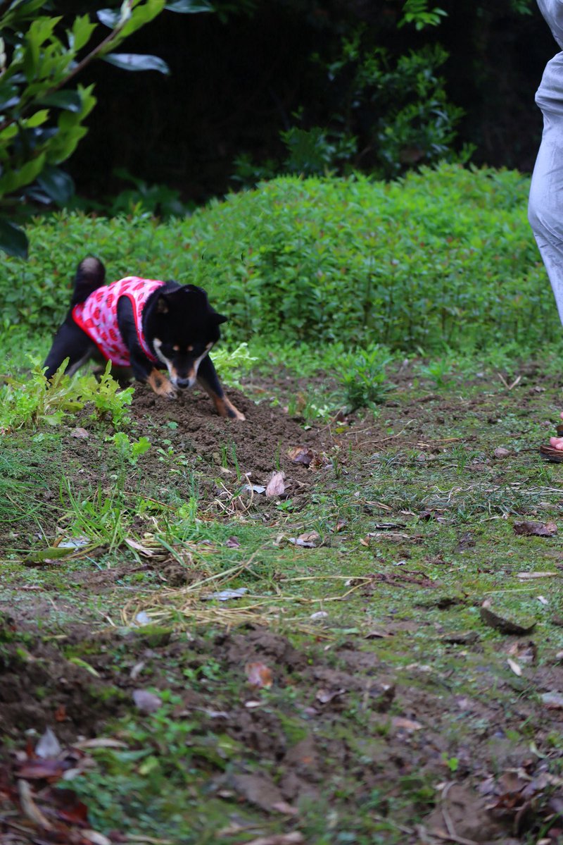 黒まめ_和気コス5/3 tweet media