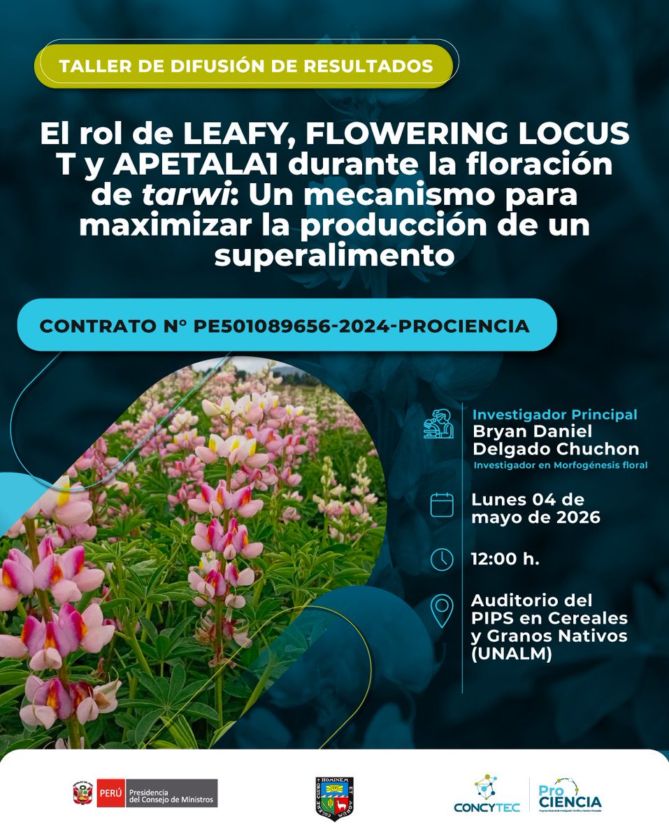 ProcienciaPeru's tweet photo. “El rol de LEAFY, FLOWERING LOCUS T y APETALA1 durante la floración de tarwi: Un mecanismo para maximizar la producción de un superalimento”
📍 Lugar: Auditorio del PIPS en Cereales y Granos Nativos (UNALM)
#Prociencia #CienciaPeruana #Tarwi #Superalimentos https://t.co/3EyarbPyeQ