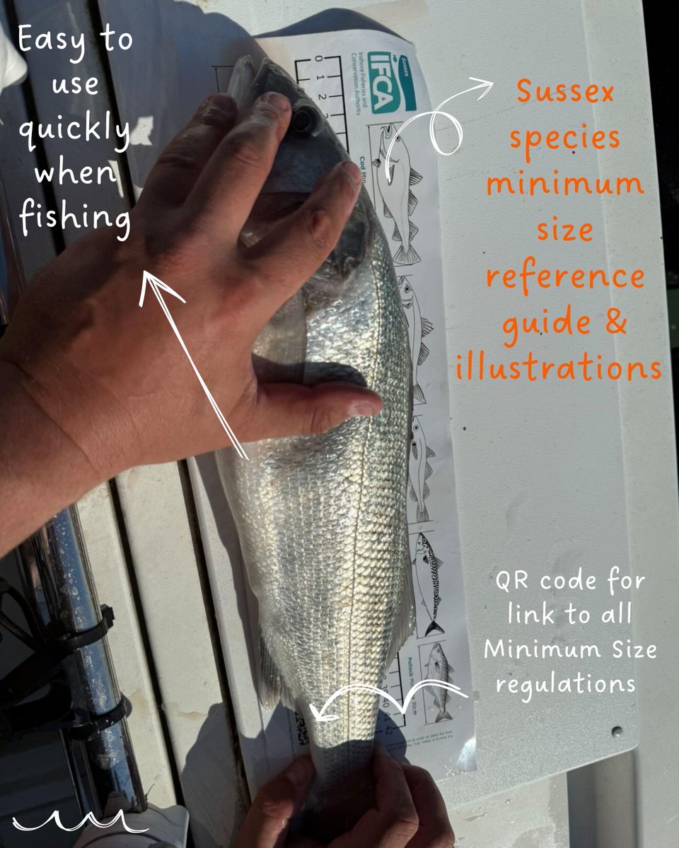 sussex_ifca's tweet photo. Minimum Size Byelaw – #Sussex
Angler Ben uses the @sussex_ifca  minimum size sticker to check legal catch sizes for species like bass, plaice &amp; bream.
🐟 Helping protect fish stocks &amp; support #sustainablefishing.
📍 Free in tackle shops (link in bio)

#Sussex_IFCA #MinimumSize https://t.co/PaH4pZCSTv