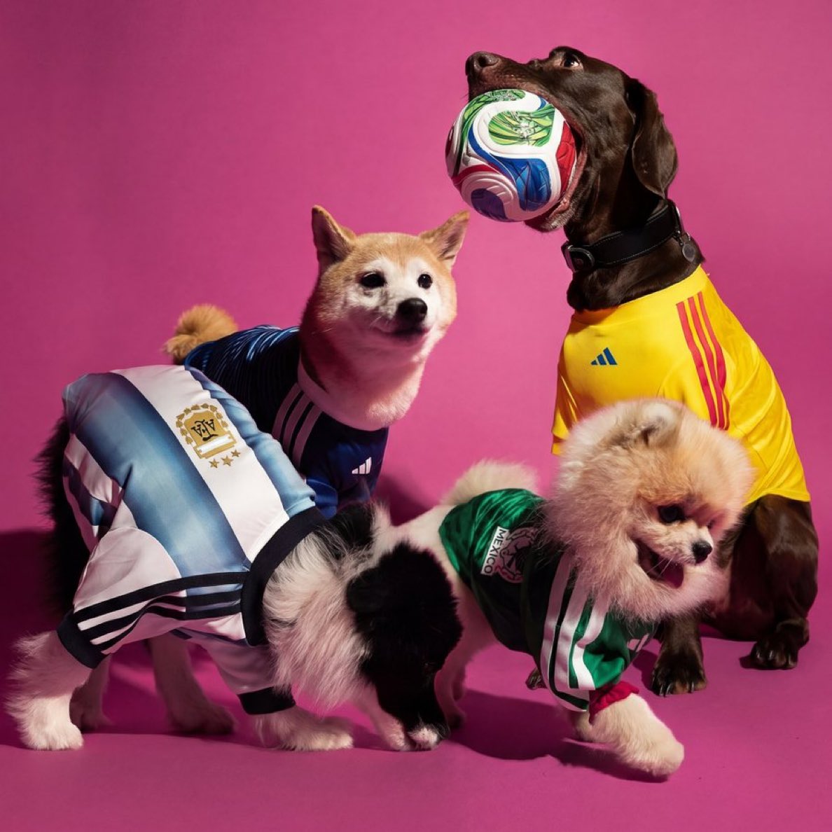 🚨 𝗡𝗘𝗪: Adidas have created matching kits for small animals so you can let your pet wear one during the World Cup this summer.