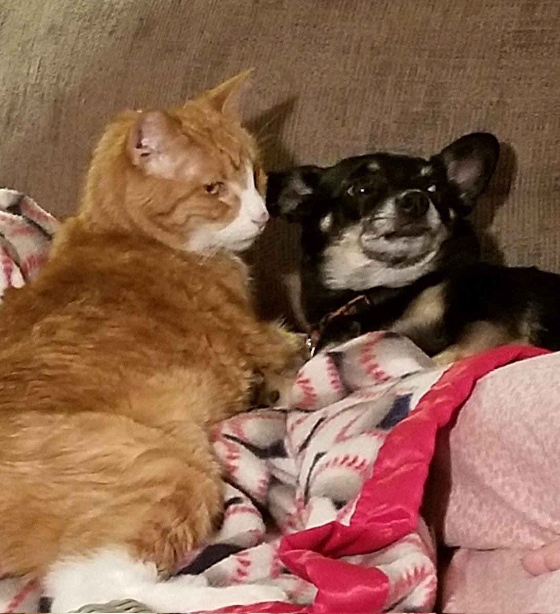 paco5775's tweet image. Memory Monday 🥰 #dogsoftwitter #Tigger #TikiMyHeart #ForeverLoved