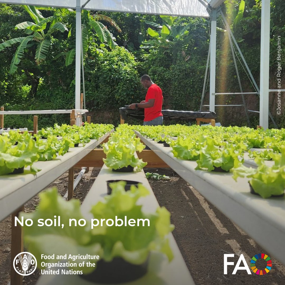 FAO Knowledge tweet media