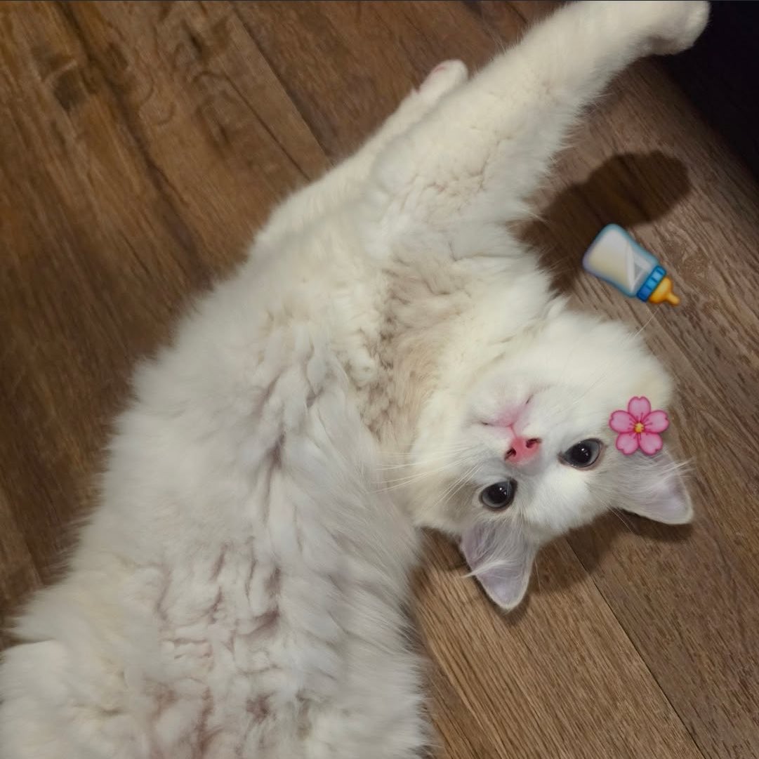 ม๋าแงวว🐶🐈:彡 tweet media