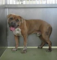 まだお迎えないようです
岡山県のみならず 他県の方も確認を
#岡山県
#迷子犬 #迷い犬 4/27
#岡山県迷子犬
#備前市 #日生町 寺山
#備前市迷子犬
#洋犬雑 オス 茶白 大型
📍装着品なし
お心当たりある方はセンターへ連絡
🔴連絡先🔴
#岡山県動物愛護センター
☎086-724-9512