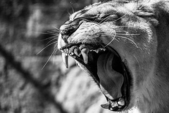 Coach_Gonzo1357's tweet photo. First Day of Spring ball for the @SCanyonsFB Cougars !!! Ready to roll #TheSET https://t.co/mW0DnrqBBs