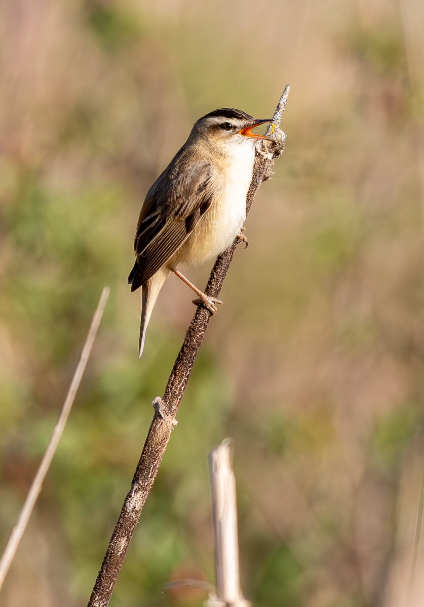 Rob_Mule's tweet photo. GHW still going strong at Croxley Moor this morning. 
Also a Firecrest at St. Albans https://t.co/zohqtxTljG