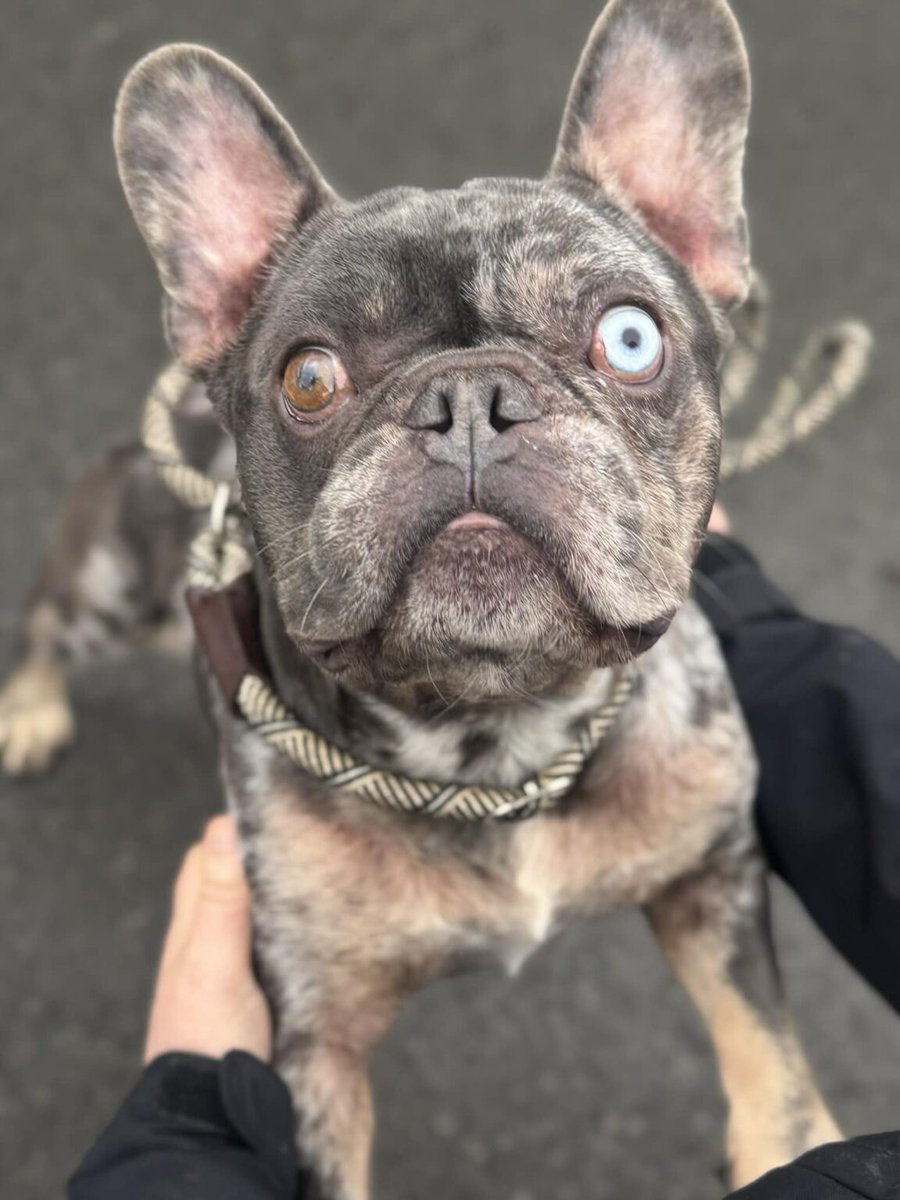 rescuedoggypaws's tweet image. Bugsy is a 5 yr old French Bulldog in #Yorkshire
He is a really lovely, friendly boy who is very affectionate. He is a bigger sized Frenchie who weighs around 14kg. He is fit and well and loves his walks. 
helpingyorkshirepoundies.co.uk/male/bugsy-2/
#Rotherham #Sheffield #Doncaster #Barnsley