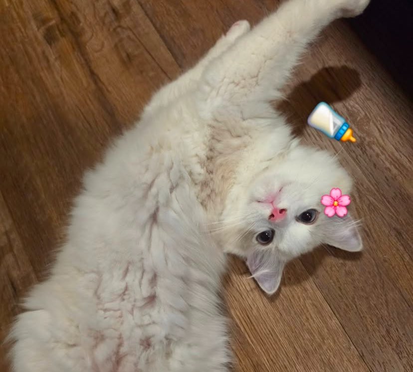 ยอร.com 🍌🕯️ wu era. tweet media