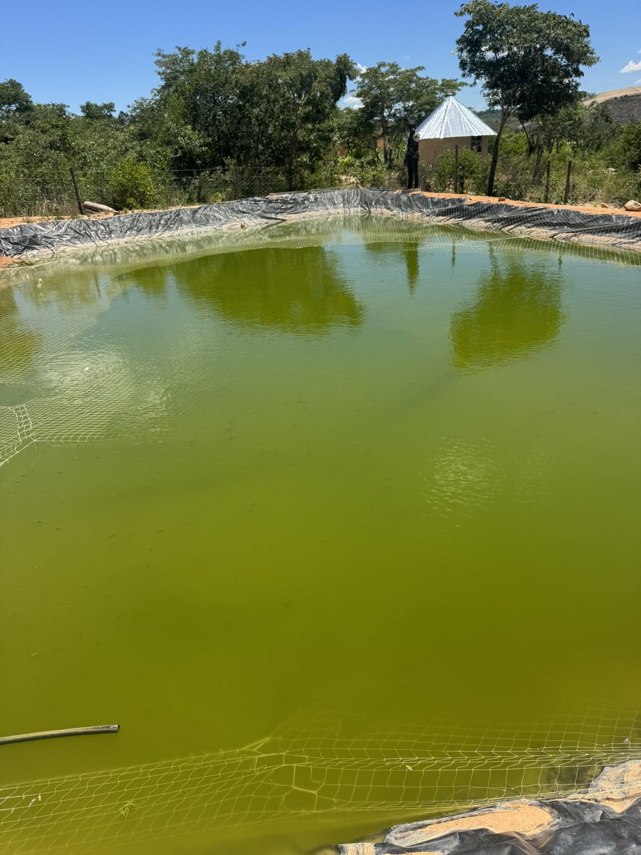 Kudzai 🫑🌶️🫑 tweet media