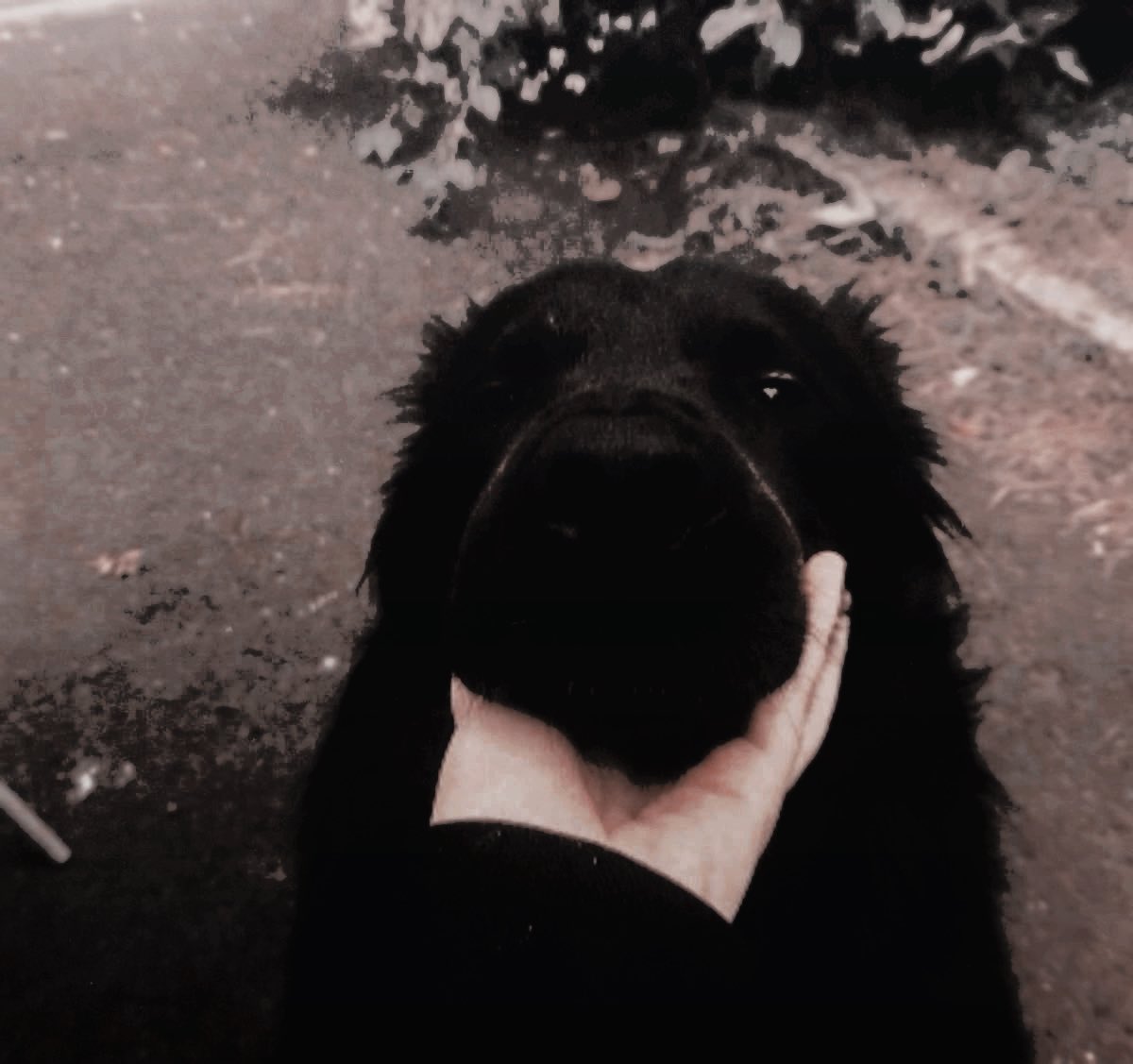 Sirius Black. tweet media