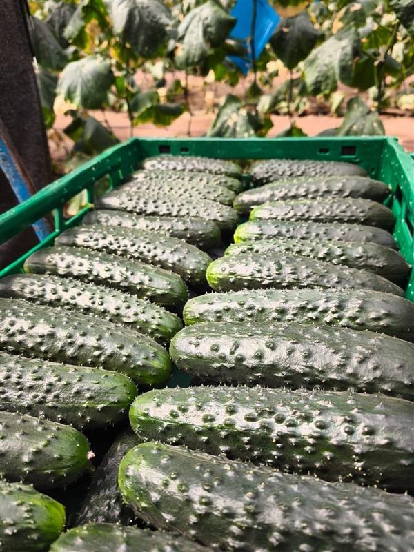 REVISTAFYH's tweet photo. @BejoEspana muestra en campo el potencial de su #pepino #Alecto en #Almería
La jornada de campo, celebrada en Santa María del Águila, reunió a entre 60 y 70 profesionales del sector hortícola para conocer el comportamiento de la variedad.
https://t.co/SjtG3G6aU1 🥒🥒🥒🥒🥒🥒🥒 https://t.co/Zv7MyTQ49q