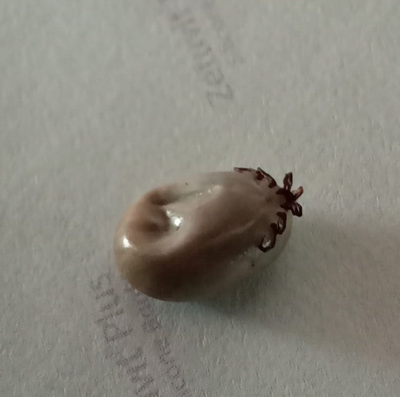 Mensch Michael tweet media