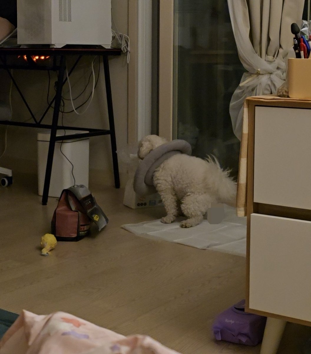 세나의 하루 tweet media