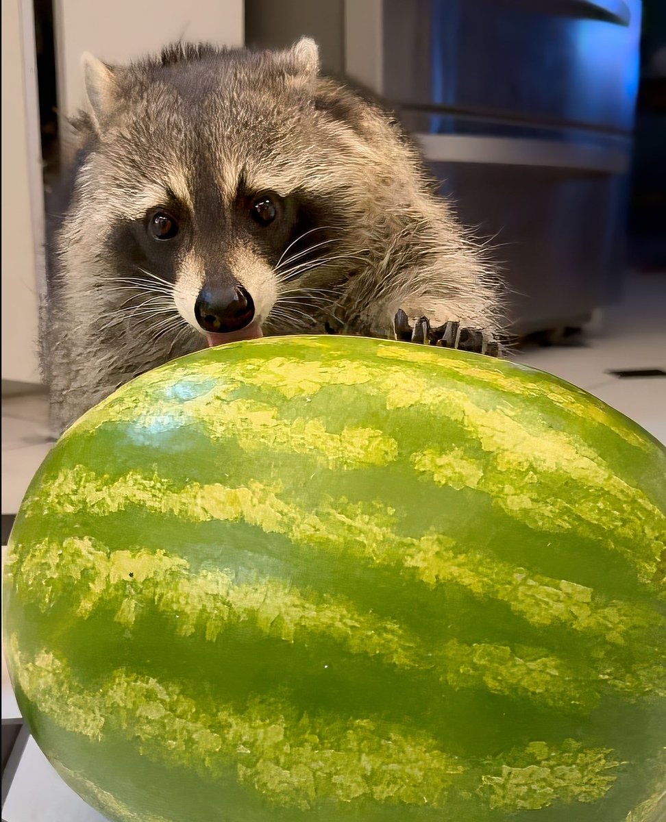 Why you should have a Raccoon tweet media