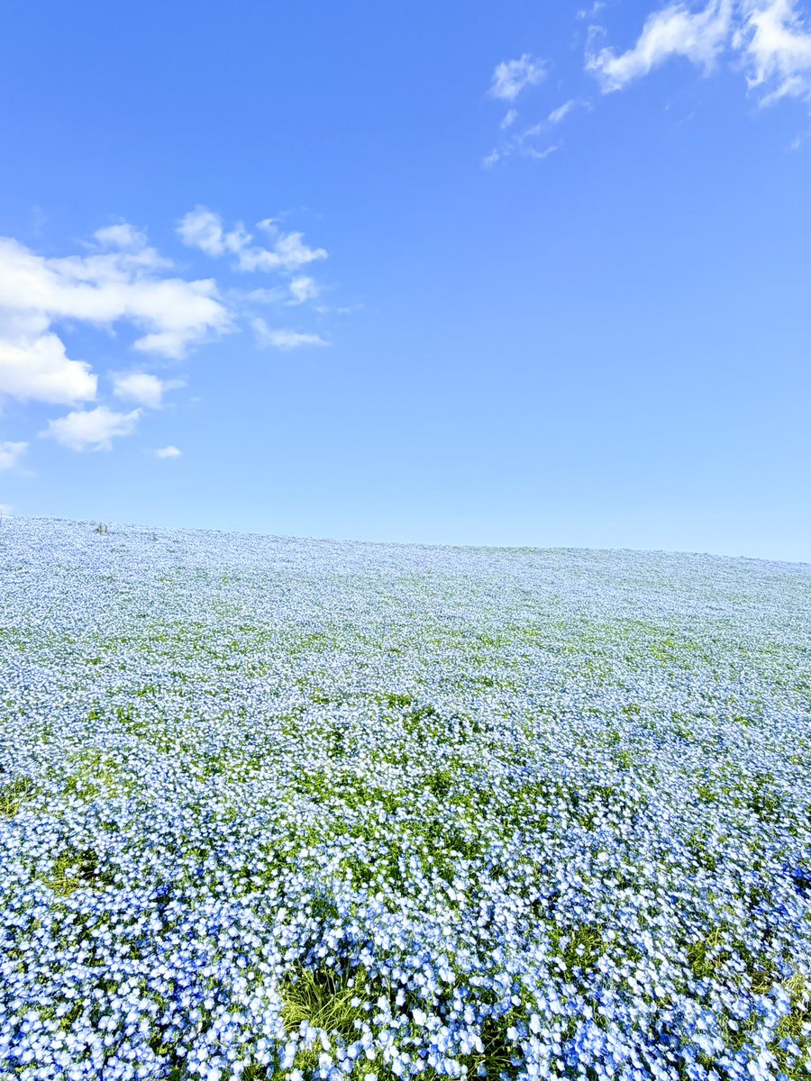 あげどり tweet media