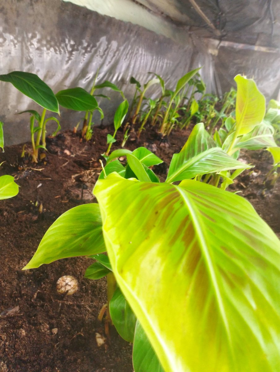 The Agric guy tweet media