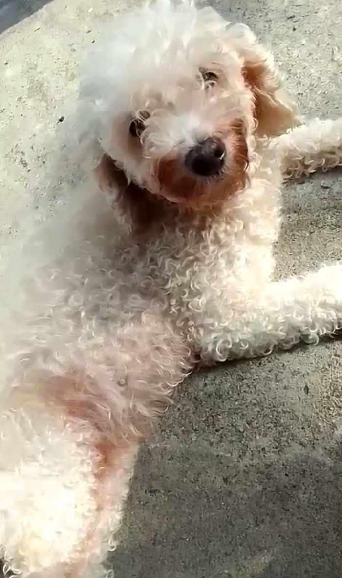 Alerta me perdi tweet media