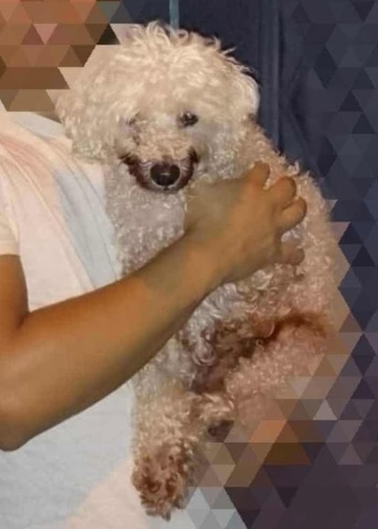 Alerta me perdi tweet media