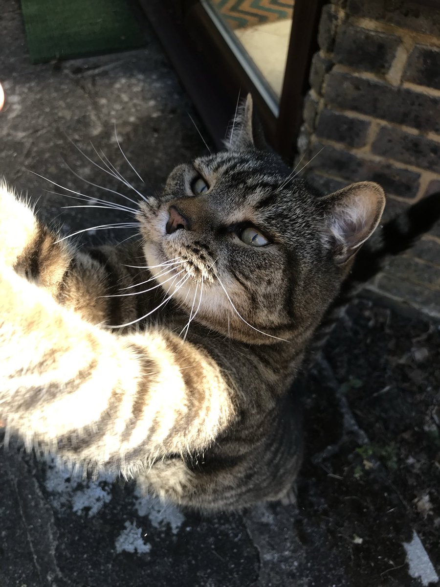 🇺🇦 Jackie (& Hari 😺) Stephen tweet media