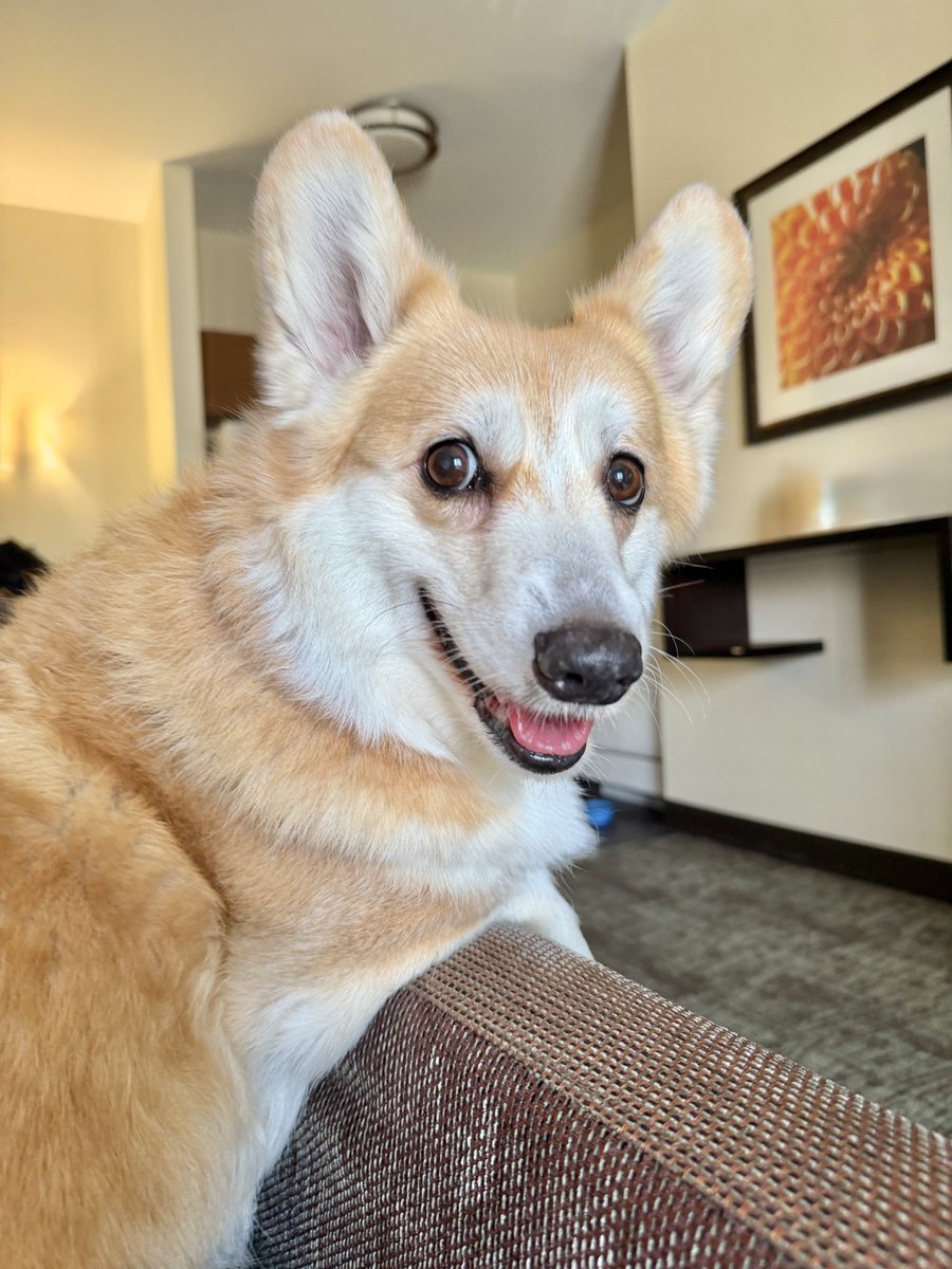 LiloTheCorgi tweet picture