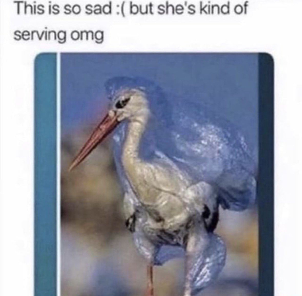 ophelia (@wiloughbytucker) on Twitter photo 