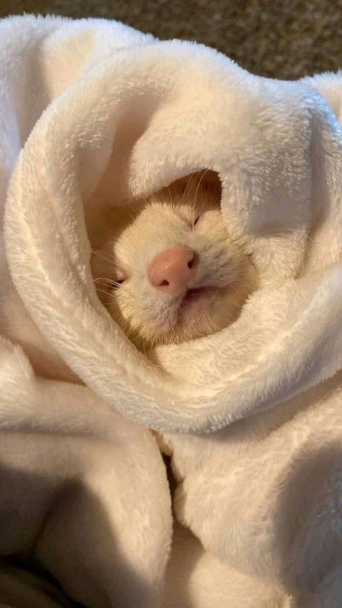 Ferret Friend tweet media