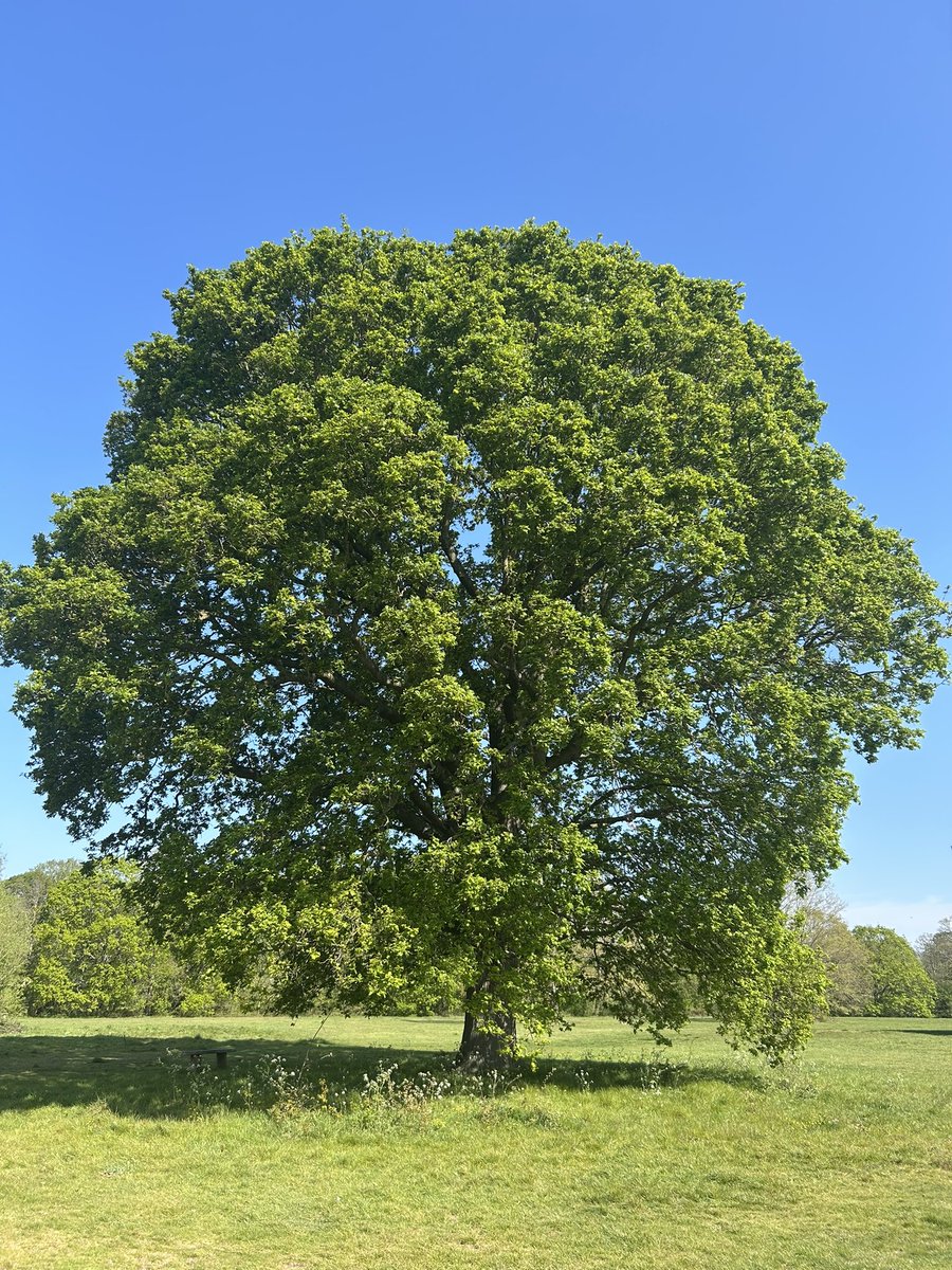 TC🌳 tweet media