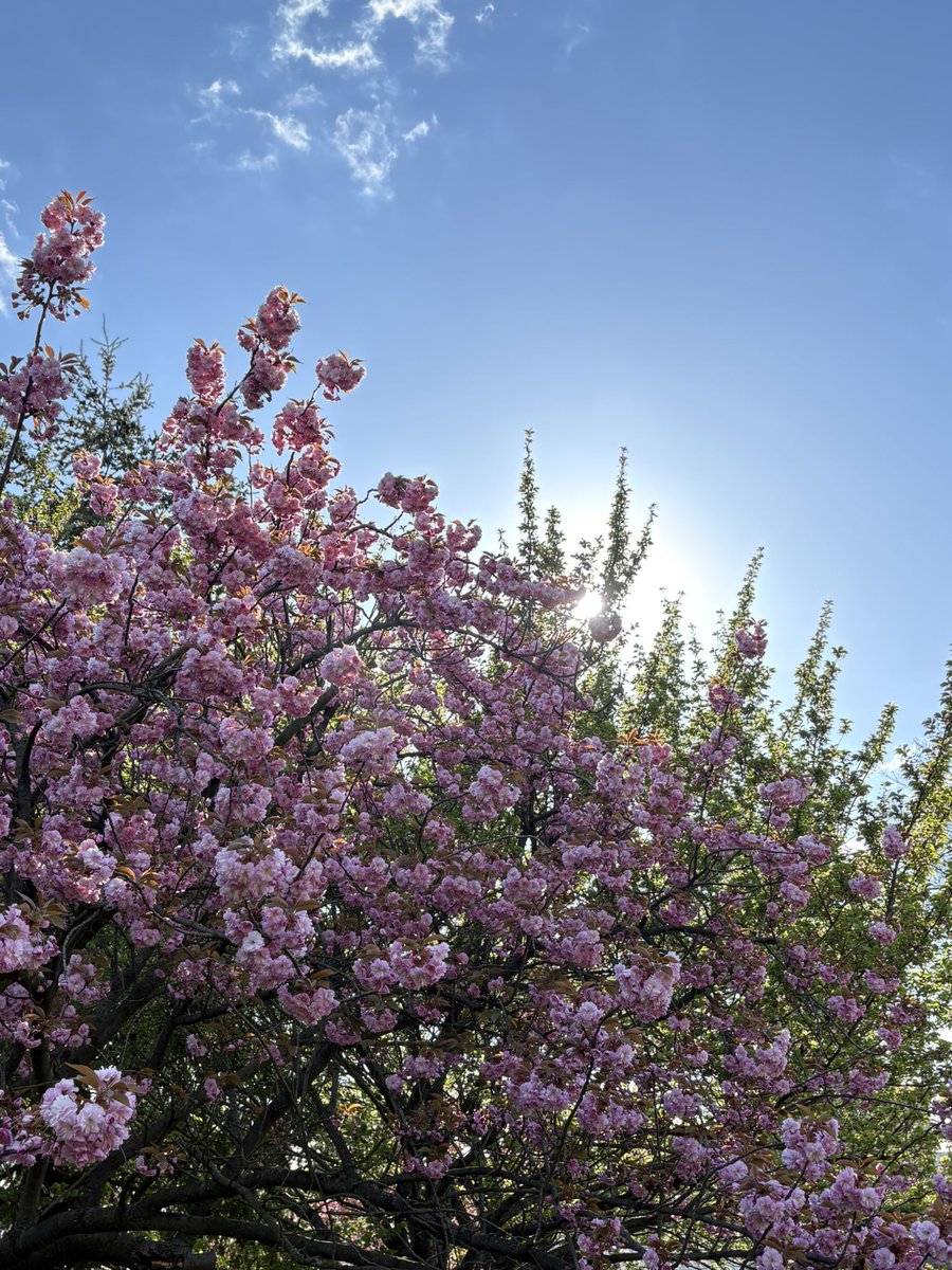 Wiosna wybuchła mi prosto w twarz 🌸