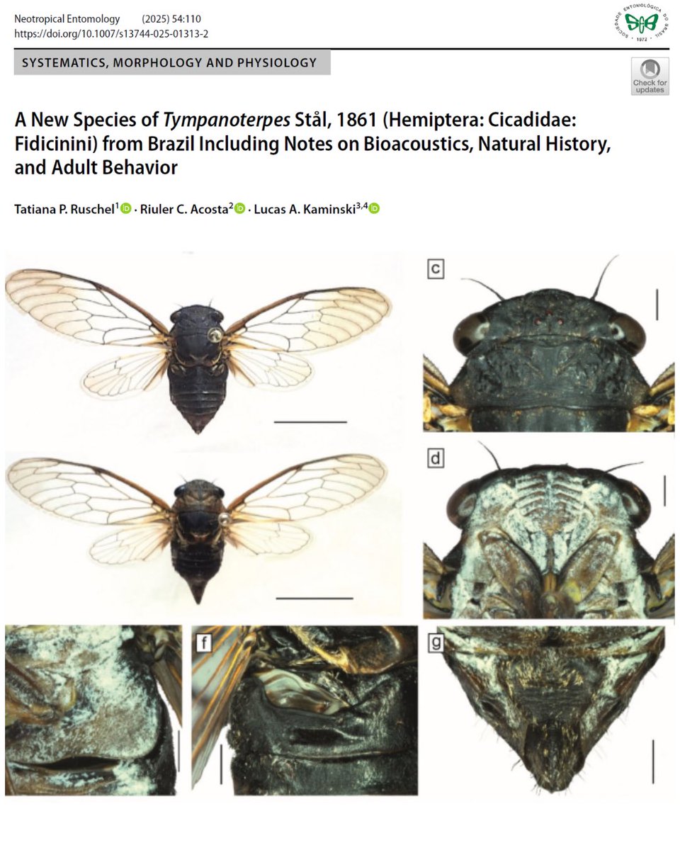 Neotropical Entomology tweet media